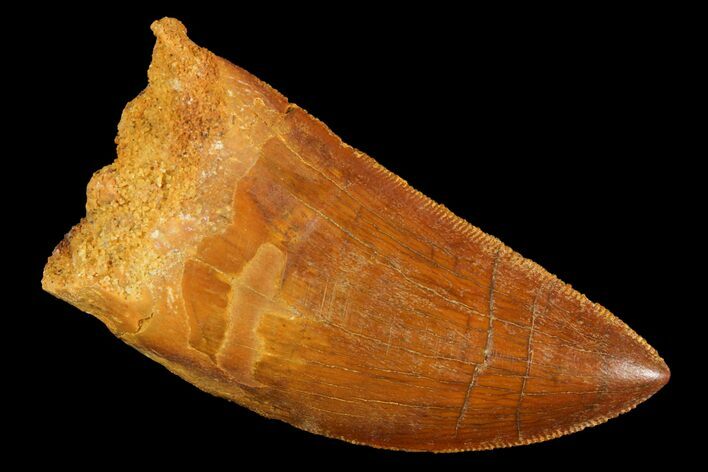 Serrated, Carcharodontosaurus Tooth - Excellent Tip #85786